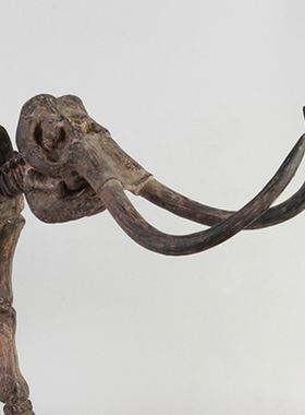 仿真猛犸象化石骨架动物标本大型家居科普教学道具橱窗博物馆摆件