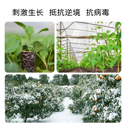杜高海藻精原粉酶解海藻酸叶面肥含腐植酸水溶肥冲施肥生根肥农用 - 图2