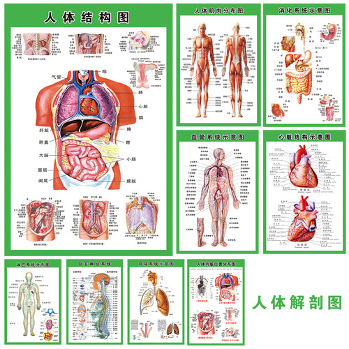 人体内脏解剖系统示意图医学宣传挂图人体器官心脏结构图医院海报 - 图2