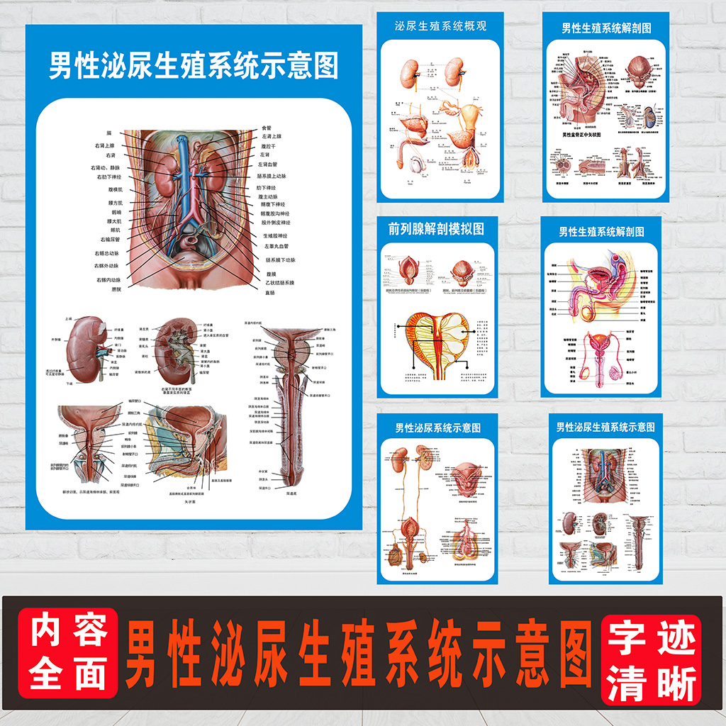 医院男性泌尿生殖器解剖知识挂图画 男性泌尿生殖系统解剖学挂图 - 图0