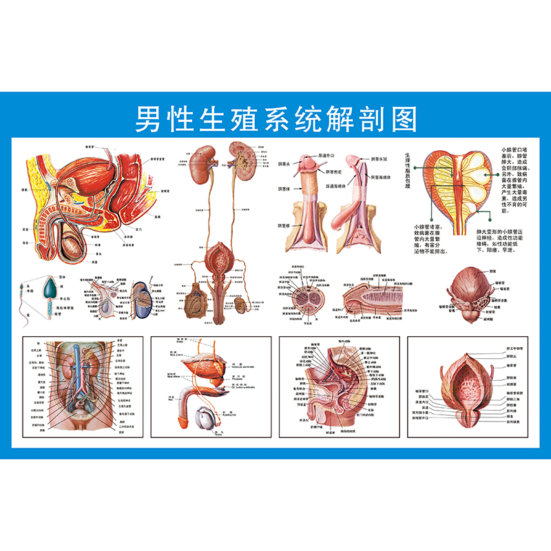 医院男性泌尿生殖器解剖知识挂图画 男性泌尿生殖系统解剖学挂图 - 图3