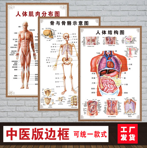 人体内脏解剖系统示意图医学宣传挂图人体器官心脏结构图医院海报 - 图1