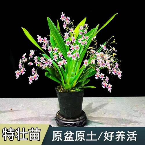 梦香文心兰冬季带花苞年宵花卉室内植物水培盆栽好养易活兰花 - 图1
