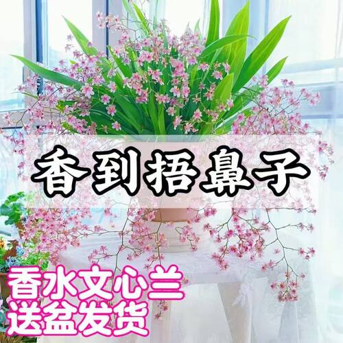 梦香文心兰冬季带花苞年宵花卉室内植物水培盆栽好养易活兰花 - 图3