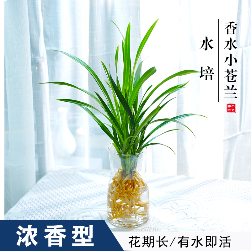 水培香水兰花苗金黄色室内植物浓香四季建花卉耐寒植物冬季带花苞-图1