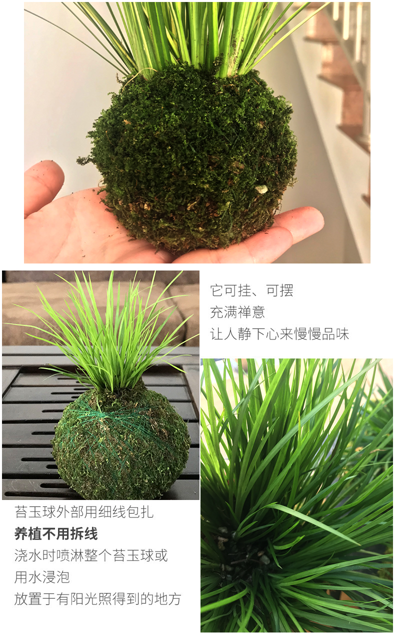 苔藓球小盆栽微型盆景水培植物绿植办公室内迷你花卉盆栽文竹菖蒲 - 图2