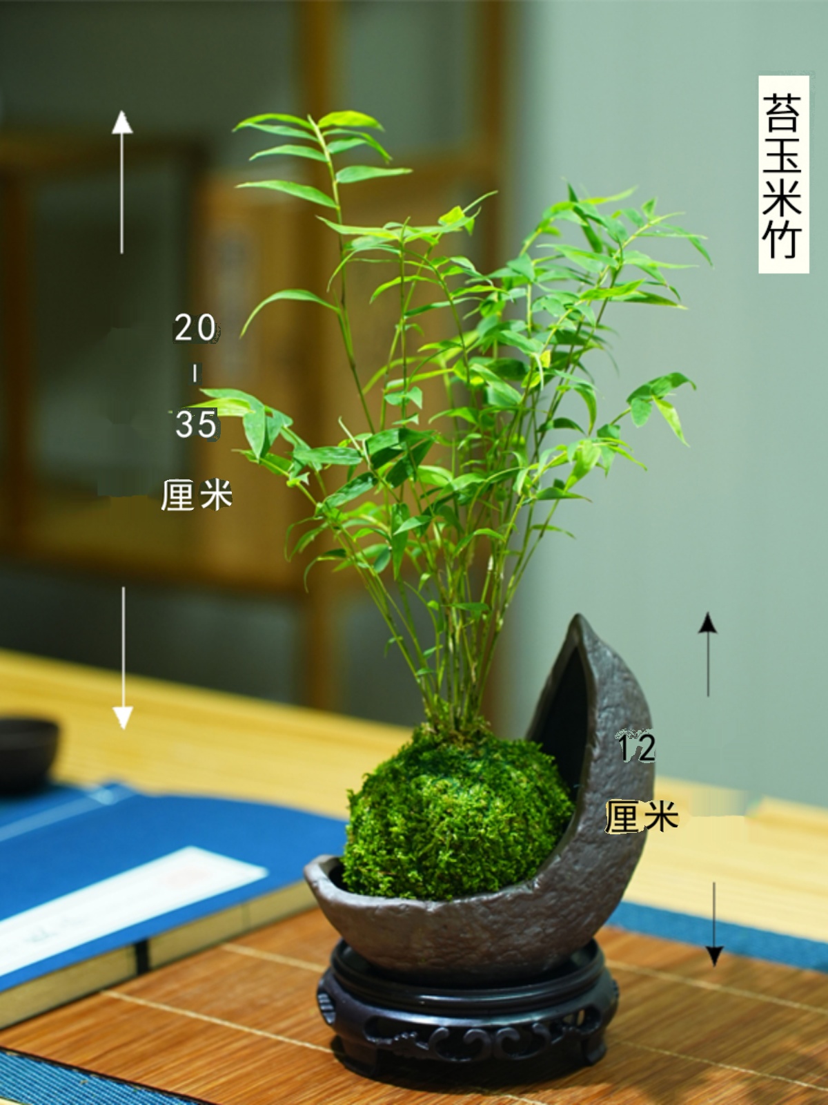 米竹盆栽室内小型凤尾竹迷你盆景好养竹子绿植观叶客厅植物阳台 - 图2