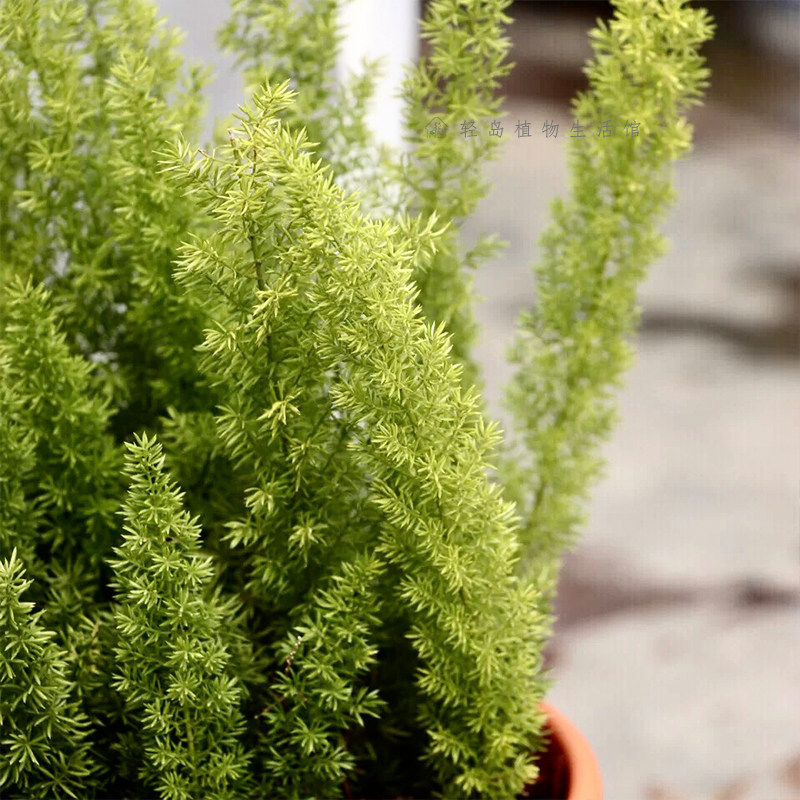 狐尾天门冬武竹盆栽阳台花卉庭院绿植物好养包活室外观叶切叶常绿,淘宝优惠券,粉丝福利购,淘宝优惠卷