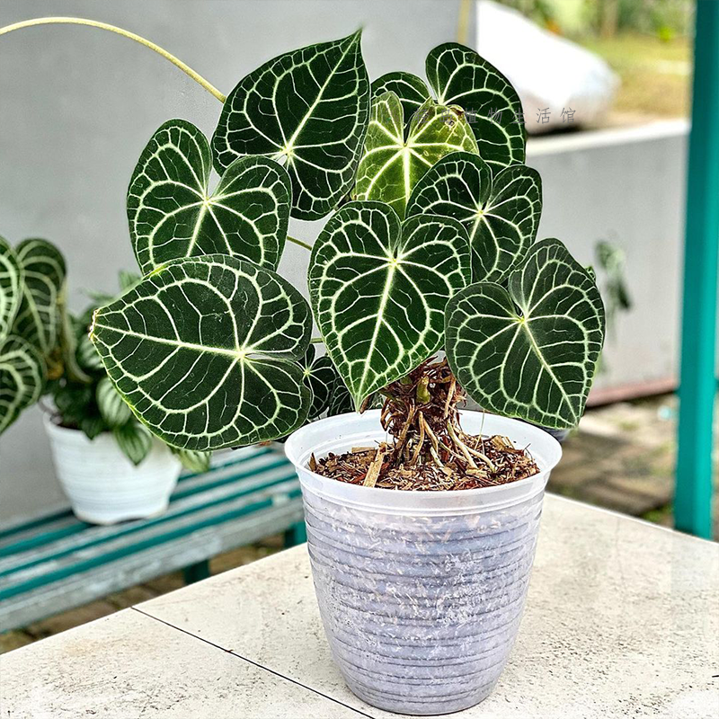 克莱恩花烛水晶盆栽热带丽晶心形大叶片好养室内观叶植物客厅阳台,淘宝优惠券,粉丝福利购,淘宝优惠卷