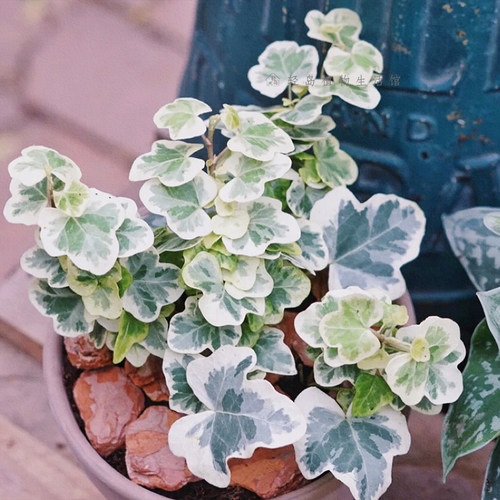 日本雪莹花叶常春藤稀有网红ins风爬藤绿植盆栽好养阳台包邮多株 - 图2