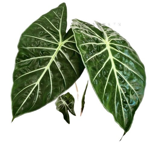 内罗毕之夜粉骑士粉龙海芋萨利安网红绿植物盆栽热带观叶阳台好养,淘宝优惠券,粉丝福利购,淘宝优惠卷