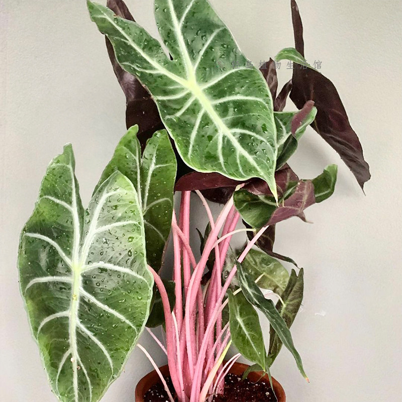 内罗毕之夜粉骑士粉龙海芋萨利安网红绿植物盆栽热带观叶阳台好养,淘宝优惠券,粉丝福利购,淘宝优惠卷