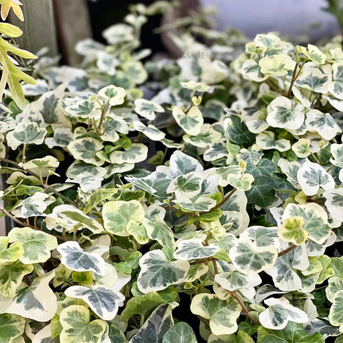 日本雪莹花叶常春藤稀有网红ins风爬藤绿植盆栽好养阳台包邮多株 - 图1
