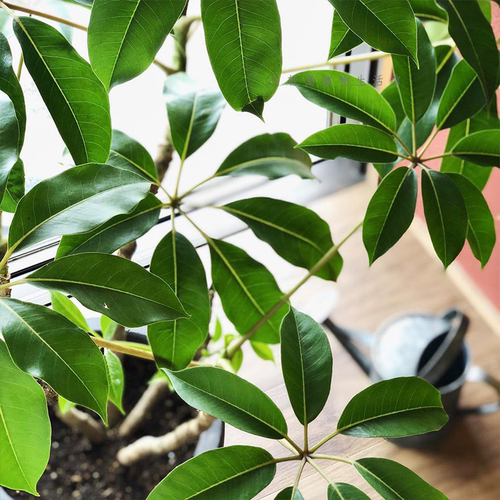 日本大叶伞保罗室内盆栽绿植物水培净化空气北欧风好养耐阴耐热 - 图0