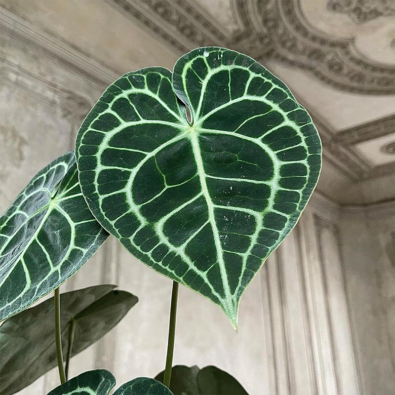 克莱恩花烛水晶盆栽热带丽晶心形大叶片好养室内观叶植物客厅阳台,淘宝优惠券,粉丝福利购,淘宝优惠卷