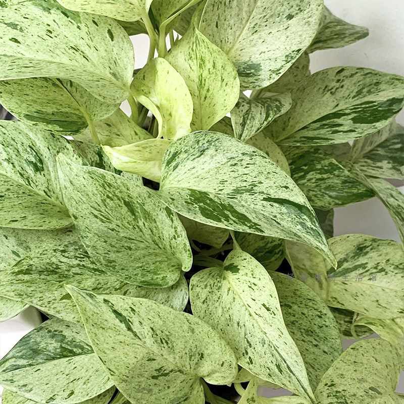 大理石皇后快乐叶子花叶绿萝盆栽好养办公室内桌面绿植物长藤垂吊,淘宝优惠券,粉丝福利购,淘宝优惠卷