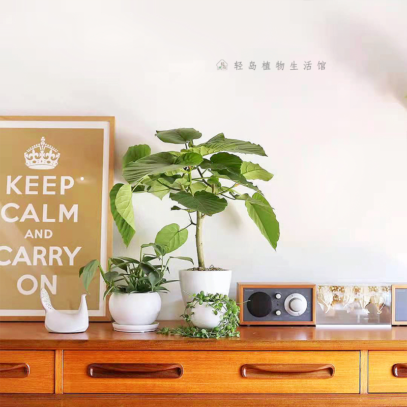 爱心榕伞榕心叶榕棒棒糖室内客厅办公室内净化空气观叶绿植物盆栽,淘宝优惠券,粉丝福利购,淘宝优惠卷