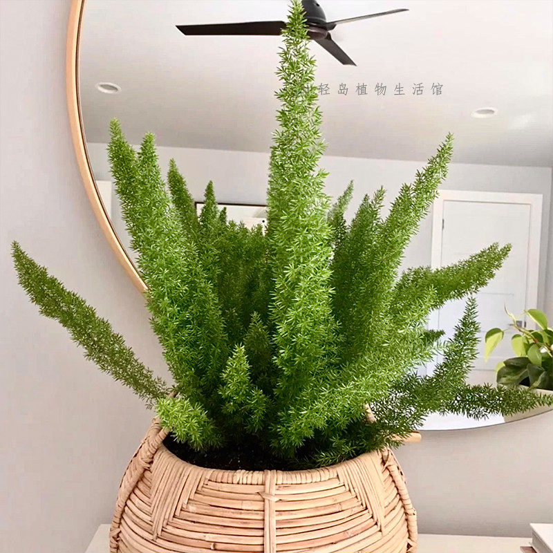 狐尾天门冬武竹盆栽阳台花卉庭院绿植物好养包活室外观叶切叶常绿,淘宝优惠券,粉丝福利购,淘宝优惠卷