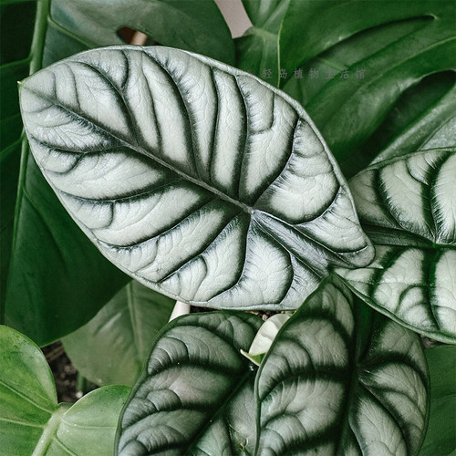 白犀牛海芋ins风网红进口绿植盆栽室内阳台观叶夏季窗台 轻岛植物 - 图2
