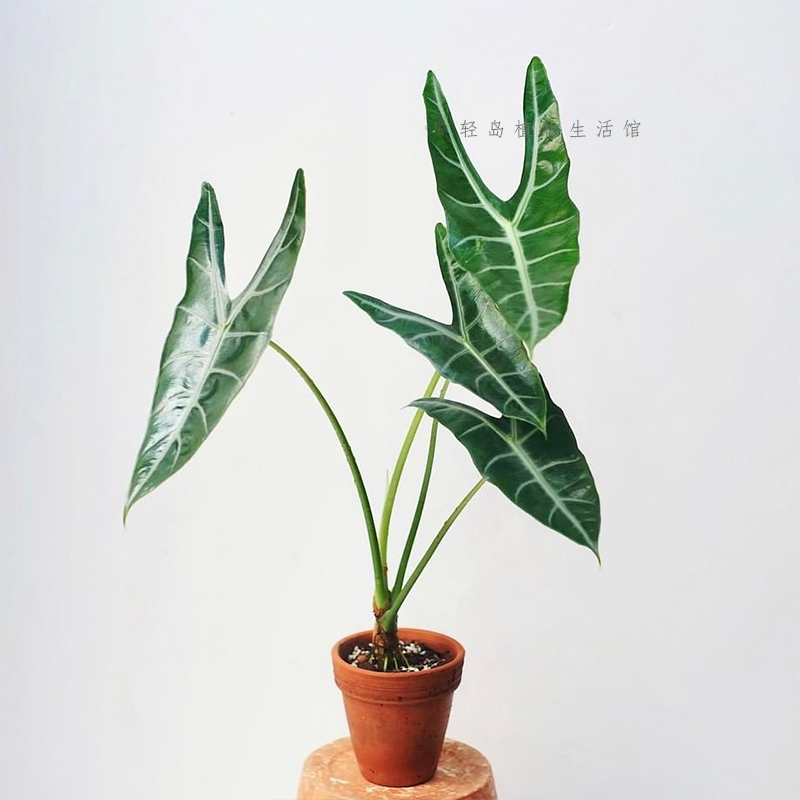 银脉剑叶海芋萨利安室内阳台天台花园好养大叶片大型热植新奇植物,淘宝优惠券,粉丝福利购,淘宝优惠卷