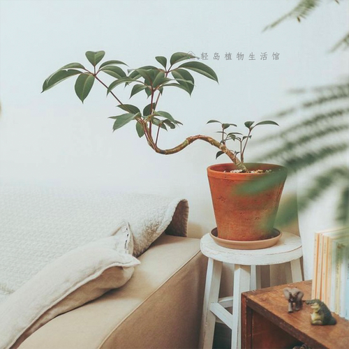 日本大叶伞保罗室内盆栽绿植物水培净化空气北欧风好养耐阴耐热 - 图2