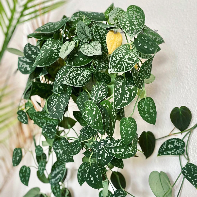 大叶小叶银斑葛花叶绿萝盆栽好养办公室内桌面绿植物长藤垂吊水培,淘宝优惠券,粉丝福利购,淘宝优惠卷
