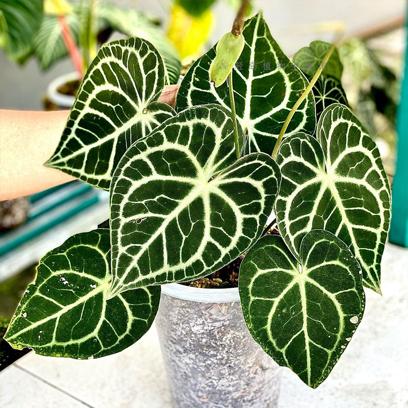 克莱恩花烛水晶盆栽热带丽晶心形大叶片好养室内观叶植物客厅阳台,淘宝优惠券,粉丝福利购,淘宝优惠卷