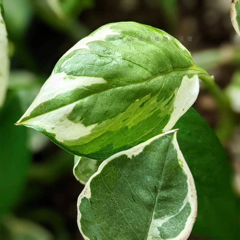 白金葛雪花葛花叶绿萝盆栽好养办公室内桌面净化空气植物长藤垂吊,淘宝优惠券,粉丝福利购,淘宝优惠卷