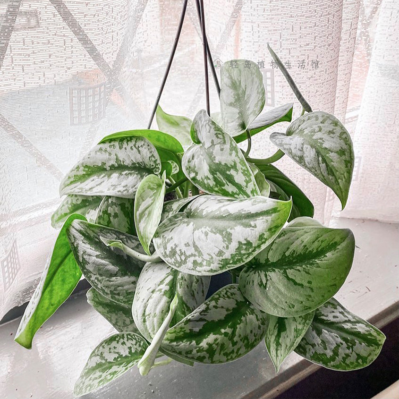 大叶小叶银斑葛花叶绿萝盆栽好养办公室内桌面绿植物长藤垂吊水培,淘宝优惠券,粉丝福利购,淘宝优惠卷