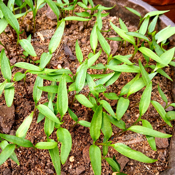 野山椒 辣椒 泡椒 小米辣 好养蔬菜盆栽 观果植物 - 图2