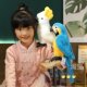 Guaguazi plush toy doll environmentally friendly cotton