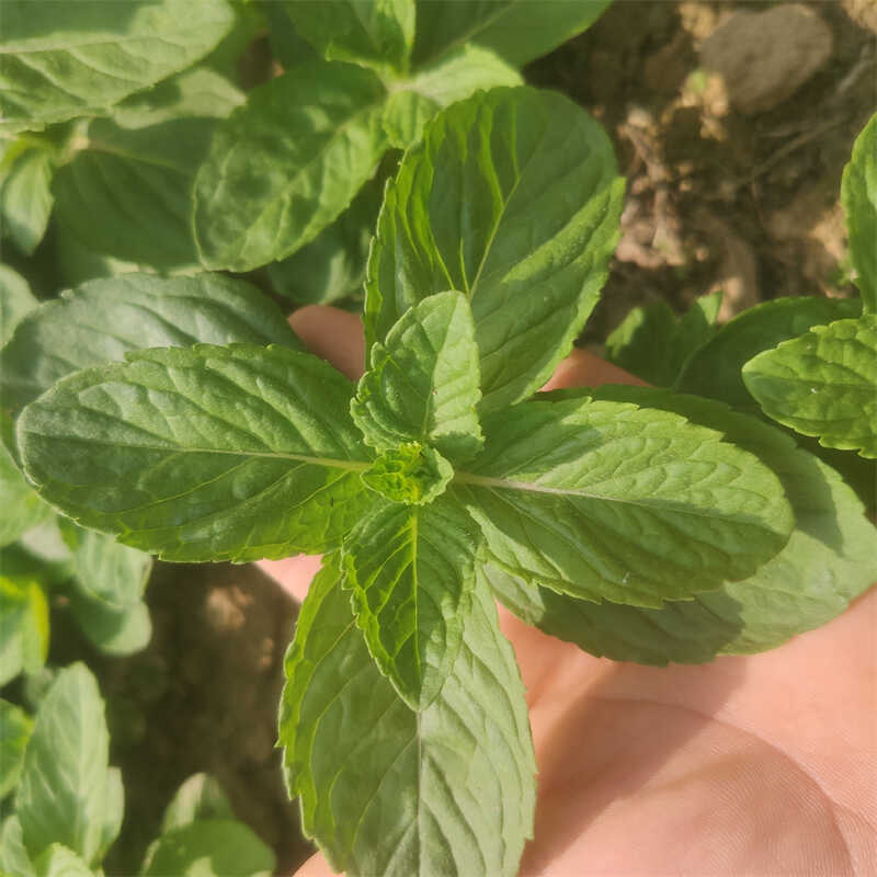 新鲜现摘现发薄荷叶薄荷味清凉食用泡水装饰烘焙调酒水调酒鲜薄荷-图2