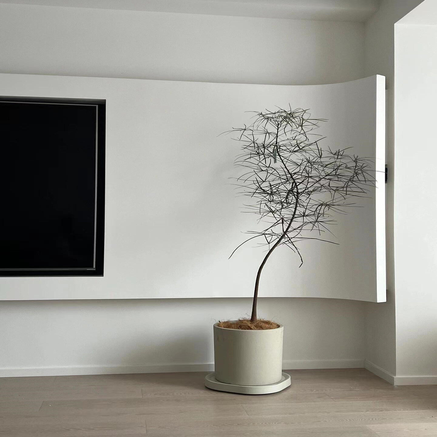 室内大型绿植澳洲佛肚树昆士兰盆栽民宿高级感阳台客厅植物侘寂风,淘宝优惠券,粉丝福利购,淘宝优惠卷