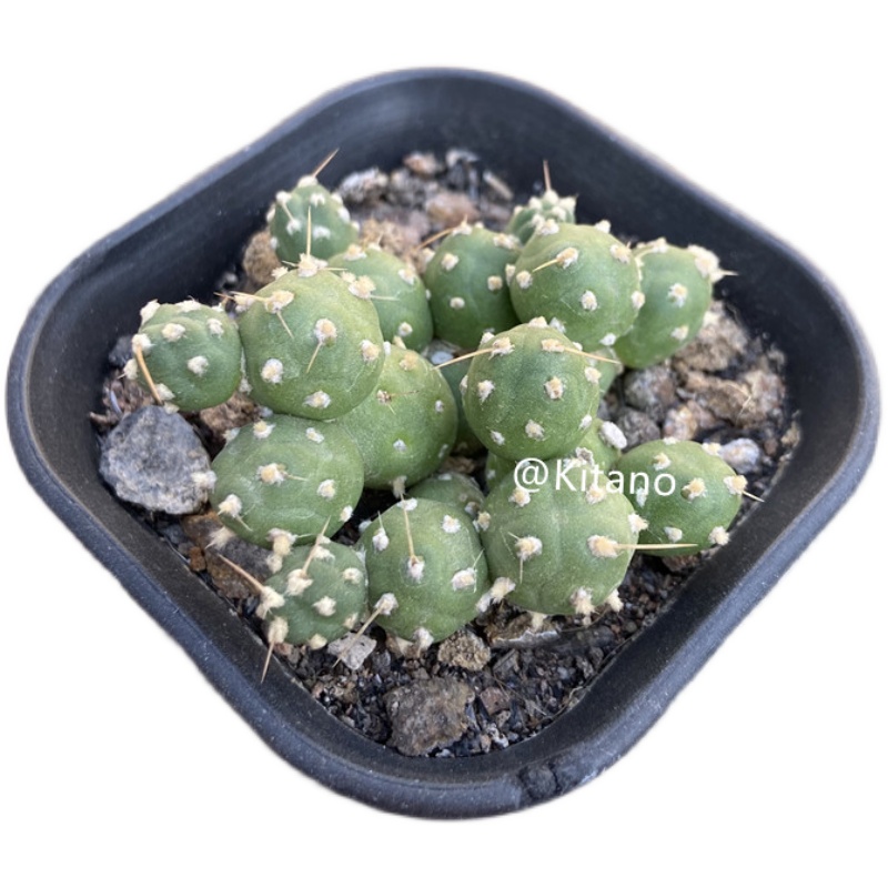 北野植物馆罗西安娜团扇tephrocactus rossianus黄花无刺仙人掌-图1