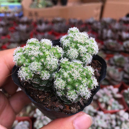 仙人球实生组合套餐多肉植物盆栽室内仙人掌开花花卉大颗新手肉肉 - 图2