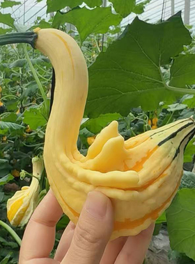 墨西哥七彩疙瘩葫芦招财摆件