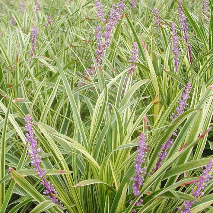 园林绿化苗木树苗庭院植物金边麦冬草花叶麦冬草地被植物宿根花卉-图2