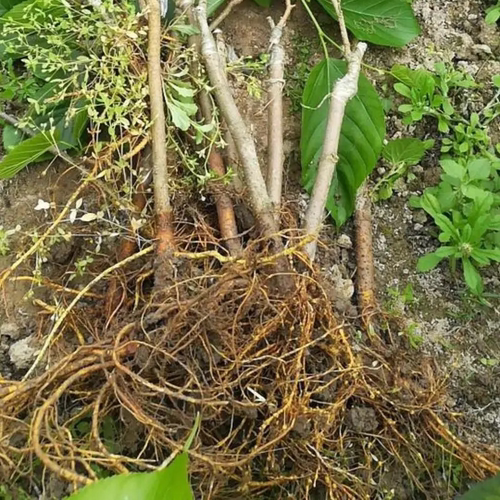 中国黑桑苗南北方庭院四季耐寒特大号桑葚树盆栽嫁接果桑当年结果 - 图0