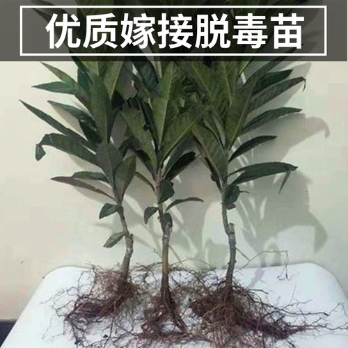 白玉枇杷树果苗南北方庭院耐寒大树带土盆栽嫁接琵琶大果当年结果 - 图3