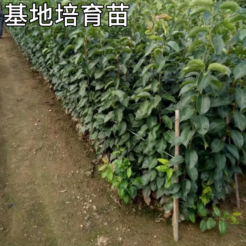 库尔勒香梨树苗南北方阳台盆栽庭院地栽种植果苗嫁接活苗当年结果 - 图3