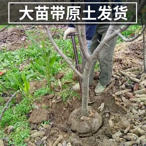 翠冠梨树果苗南北方种植早熟大树活苗盆栽嫁接特大果树苗当年结果 - 图3