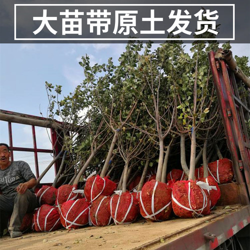 王林苹果树果苗南北方地栽耐寒特大号盆栽矮化嫁接青苹果当年结果 - 图2