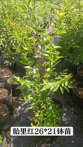 【枣树】枣树南北方盆栽地栽庭院种植耐寒耐热 - 图0