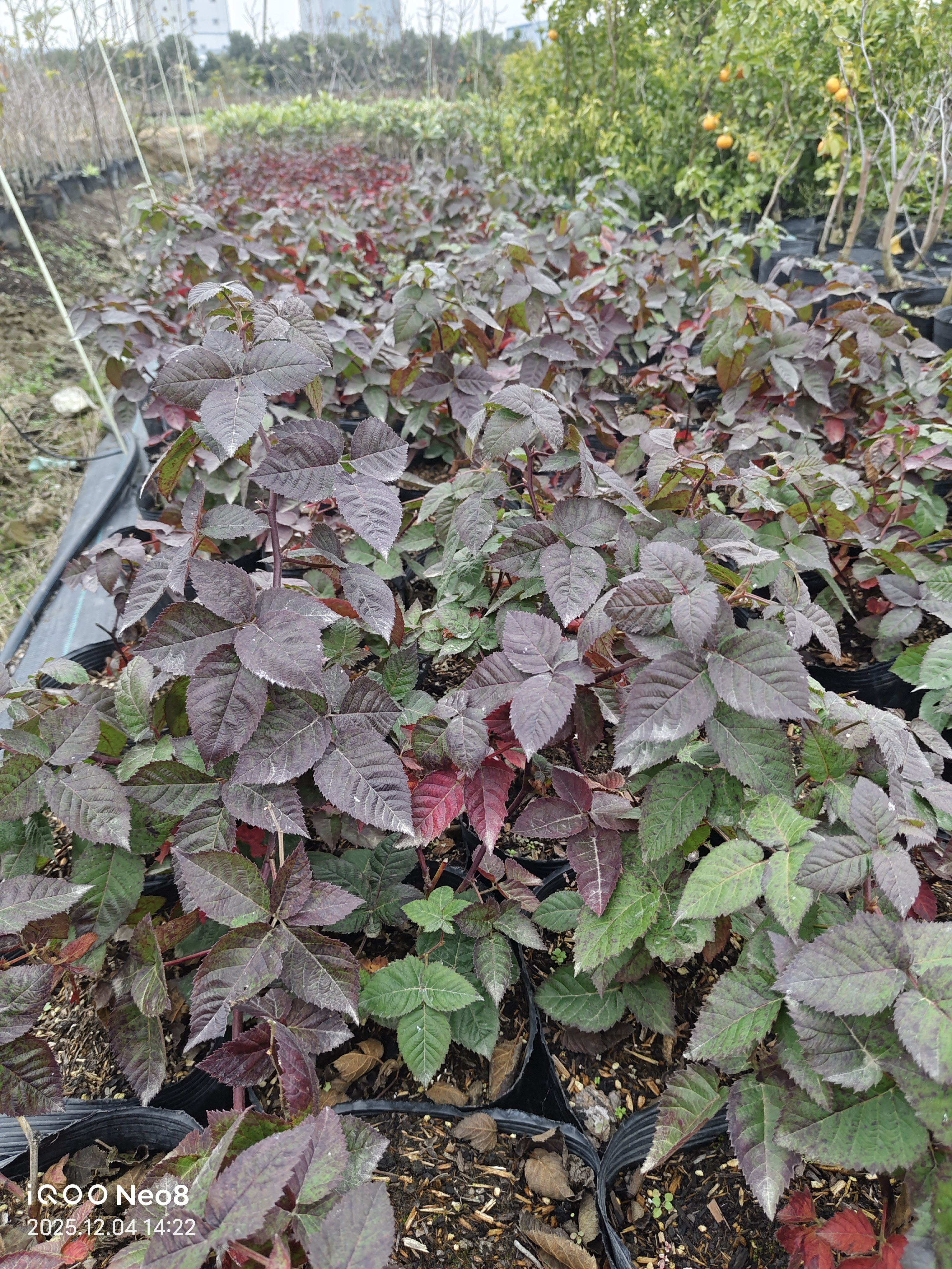 【树莓】钵苗带原土可盆栽地栽庭院种植(红莓，黄莓，黑莓),淘宝优惠券,粉丝福利购,淘宝优惠卷