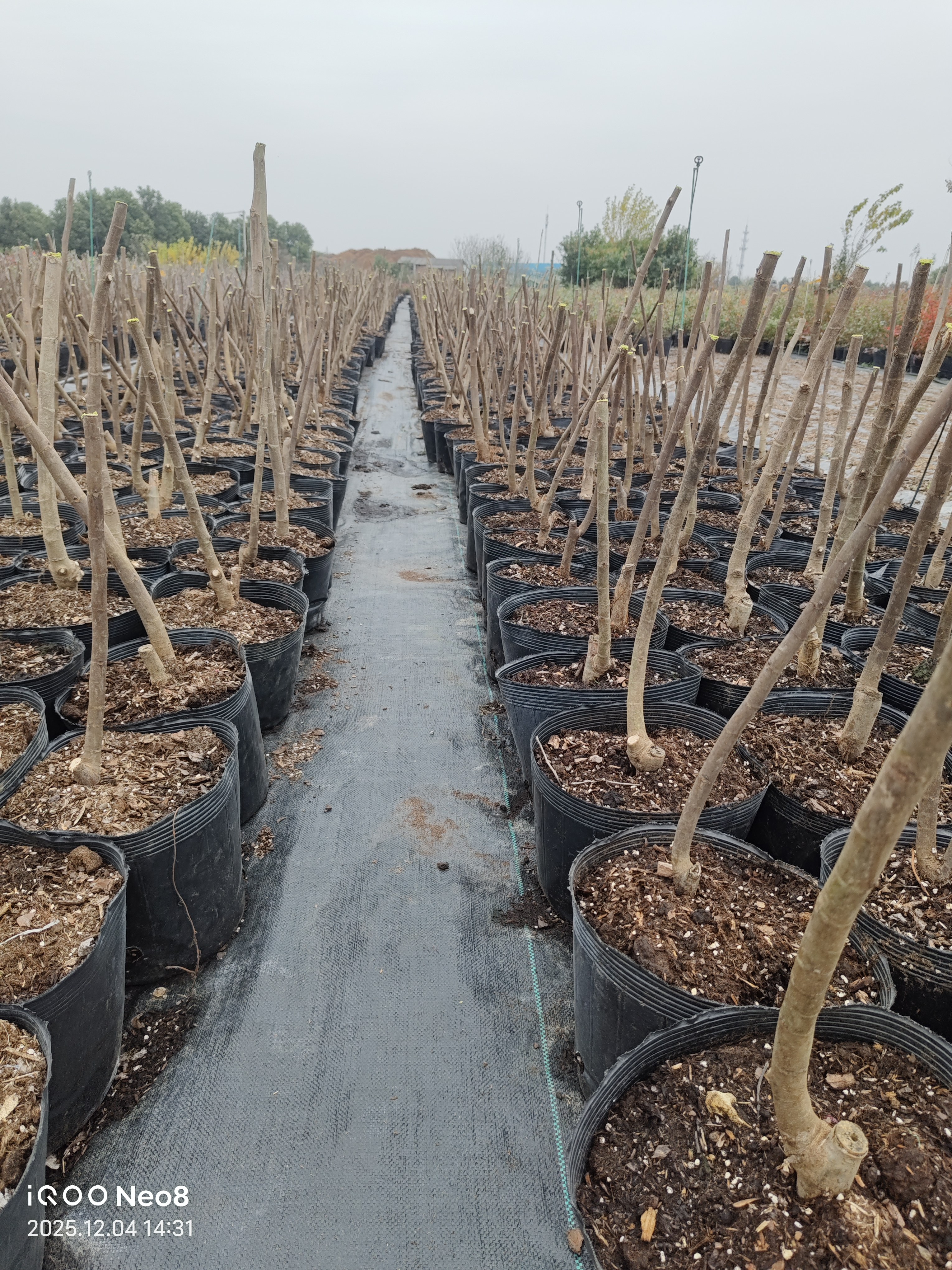 【无花果】无花果树苗青皮格莱斯盆栽地栽营养钵苗,淘宝优惠券,粉丝福利购,淘宝优惠卷