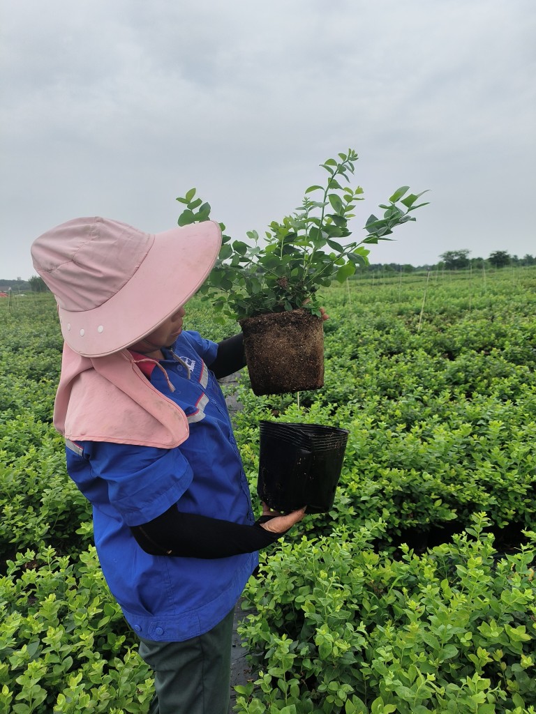 【南北高蓝莓三年苗】果留香蓝莓大钵结果苗 - 图2