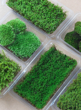 鲜活苔藓桌面生态微景观绿植盆景草皮青苔铺面造景大灰短绒白发藓
