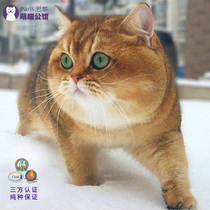 English Short Gold Asymptotic Young Cat Pure Breeds Kitty Cat Living Things ny12 Color Short-hairy Blue Gold Asymptotic Stage Live Kittens Cub Cubs