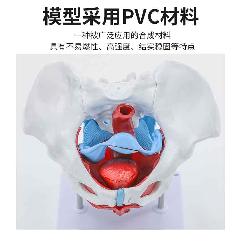 可活动 女性骨盆肌肉模型及盆底肌模型子宫盆骨分娩助产教学模型 - 图0