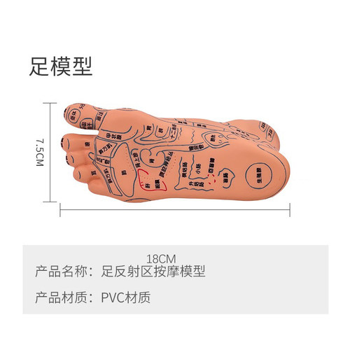 足底按摩脚部足部反射区脚模型 脚穴位 经络推拿针灸足底脚模艾灸 - 图3
